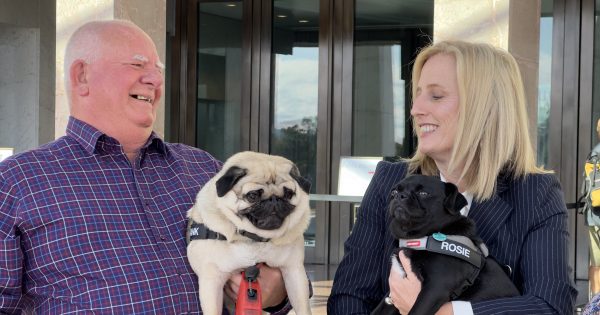 Pug hugs irresistible as Senator Katy Gallagher leaves Parliament to meet special pups