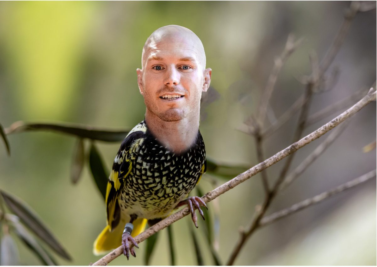 David Pocock as a Regent Honeyeater