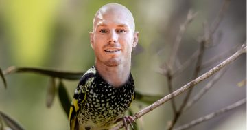 The Pocock Honeyeater? Canberra politicians sign up as ambassadors for local threatened species