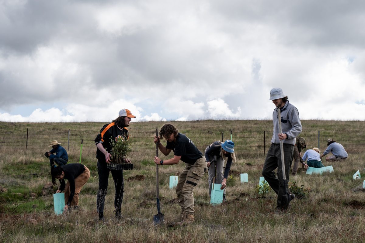 Capital Brewing staff planting trees in the Snowy Mountains region