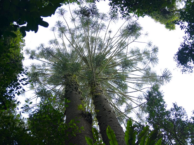 hoop pine trees