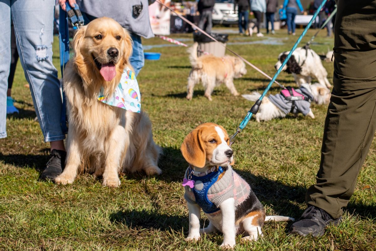 beagle and golden retriever socialising