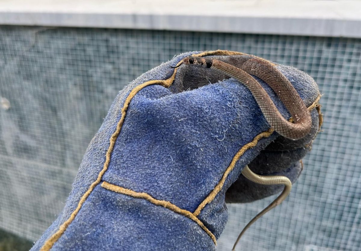 baby Eastern brown snake