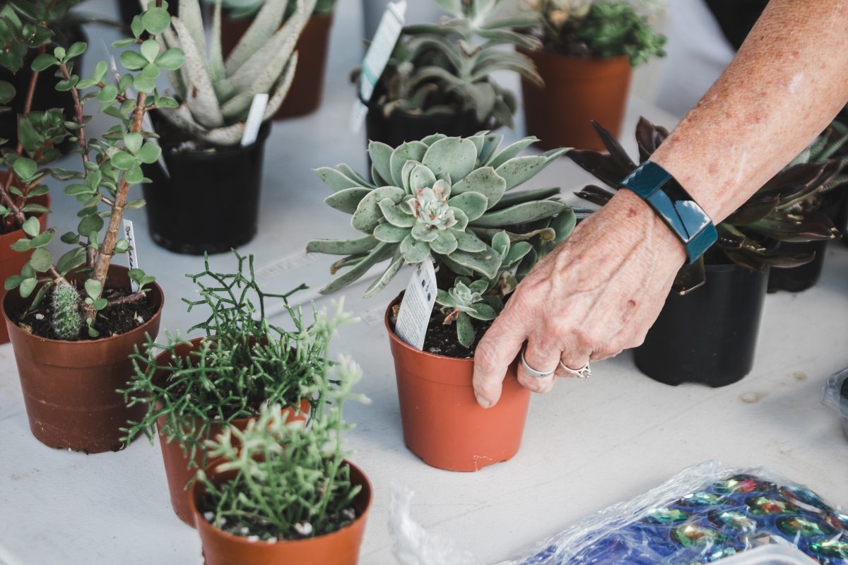 Potted plants