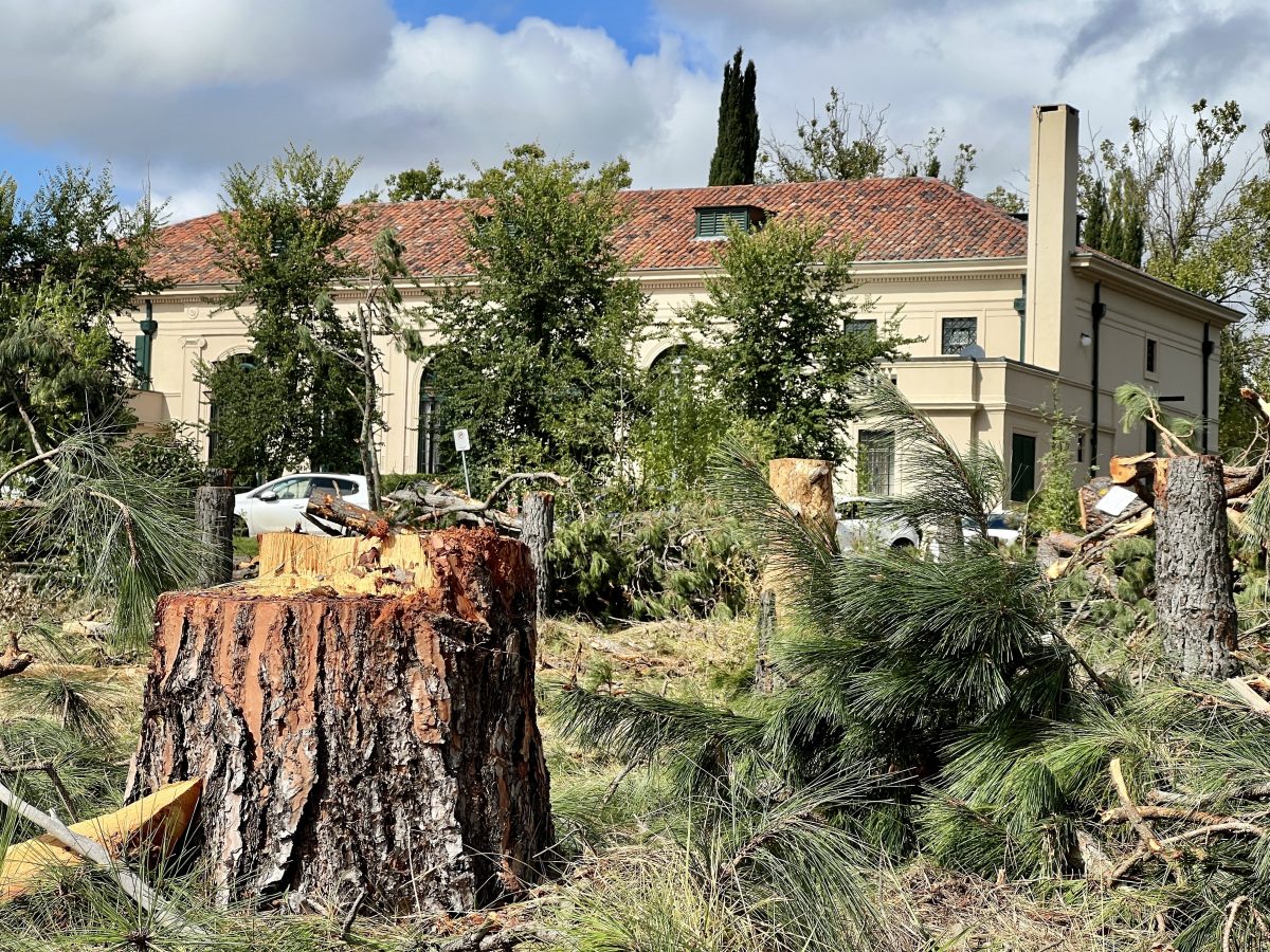 Tree stumps at Albert Hall after trees were cut down.