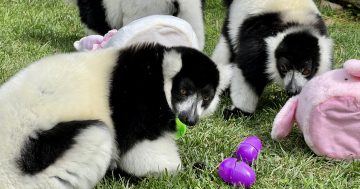 WATCH: It's Easter for the animals at the National Zoo too