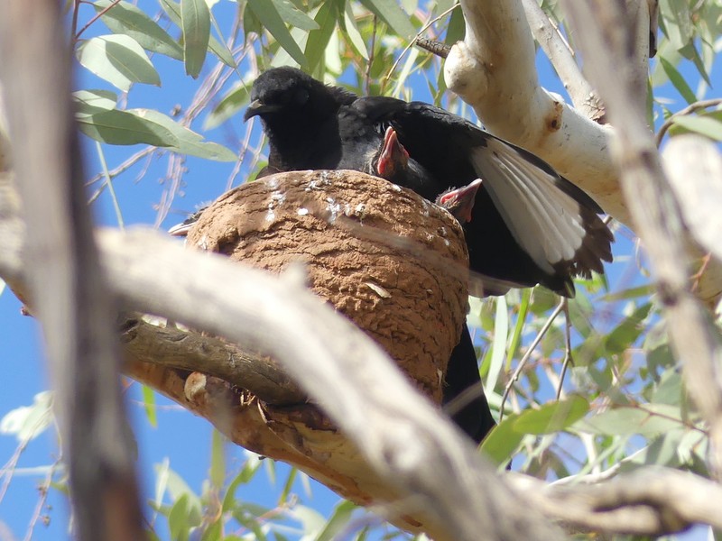 birds in nest