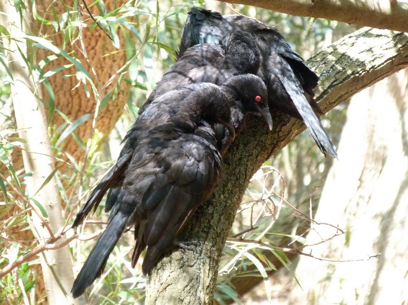 birds on tree branch