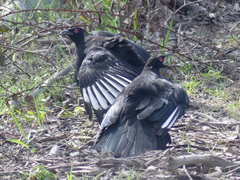 birds flapping wings