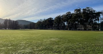 Mystery behind the Hackett Oval trees immortalised for all to discover