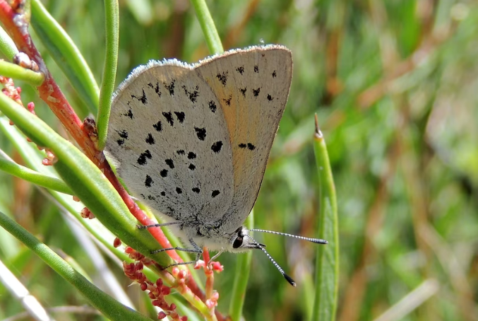 spotted trident blue butterfly
