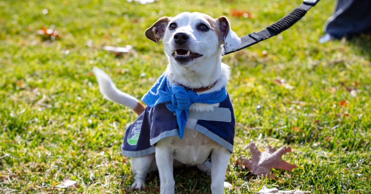 Canberra's biggest dog walk turns 30 | Riotact