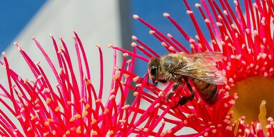 bee in red flowers