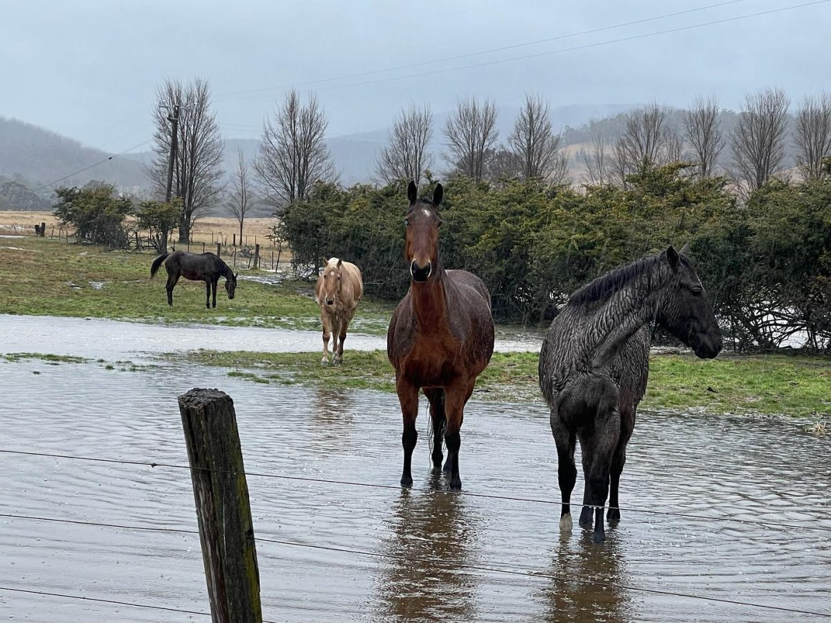 A group of four wet horses standing in a flooded paddock