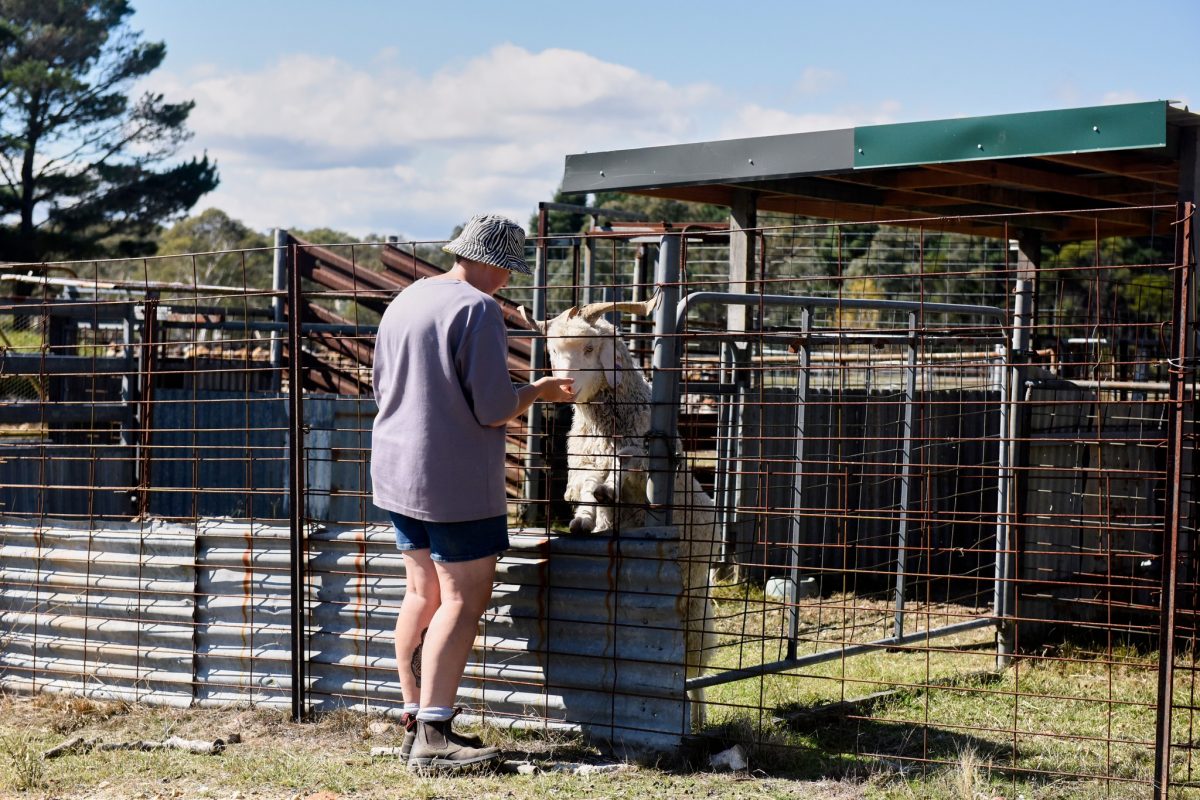 A goat being pet through the fence by an onlooker at the sanctuary