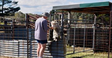 Plant Vibes Music Festival hosts songwriter showcase to help animal sanctuaries