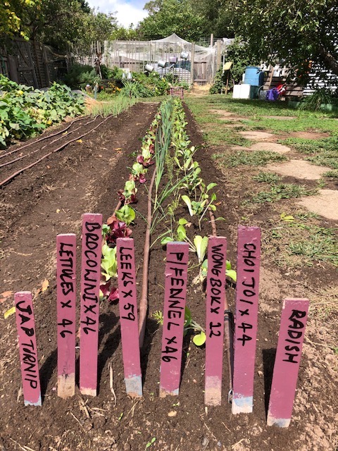 vegetable garden rows