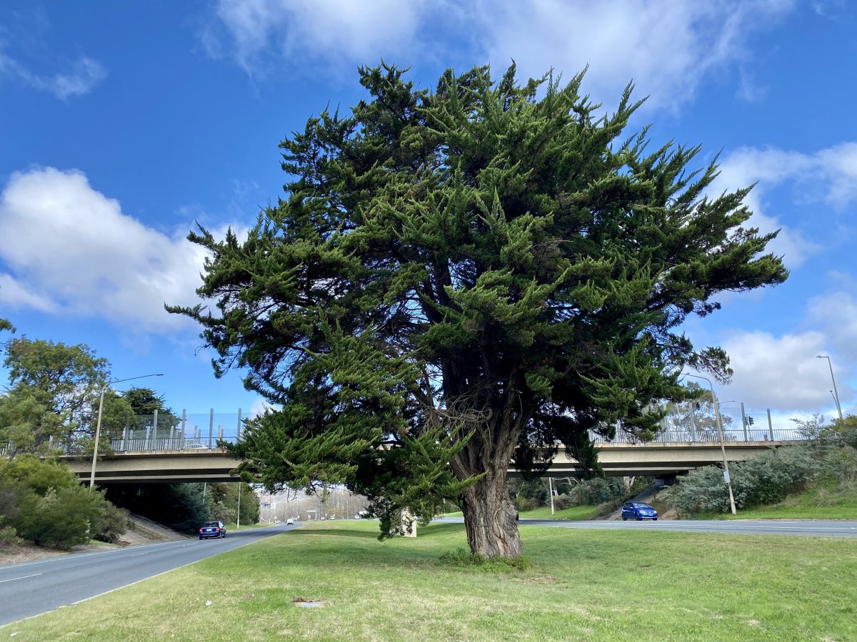 Yarra Glen's iconic conifer could face the axe in light rail plans ...