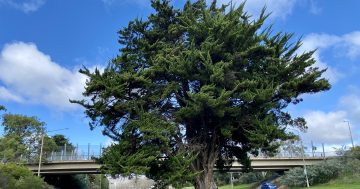 Yarra Glen's iconic conifer could face the axe in light rail plans