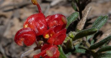 What's in a name? Glorious grevilleas have a racy, honey dripping history