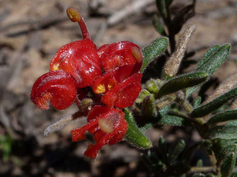 red flower