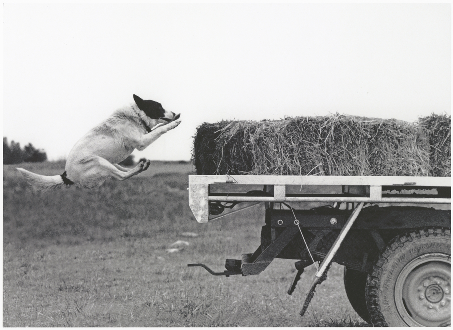 Dog leaping on to ute
