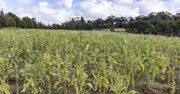 Almost 27,000 kilos of illicit tobacco seized and destroyed at Braidwood