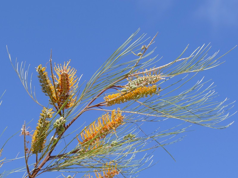 gold grevillea flowers