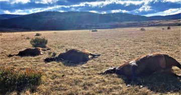 Community outrage at wild horse carcasses in KNP met with silence