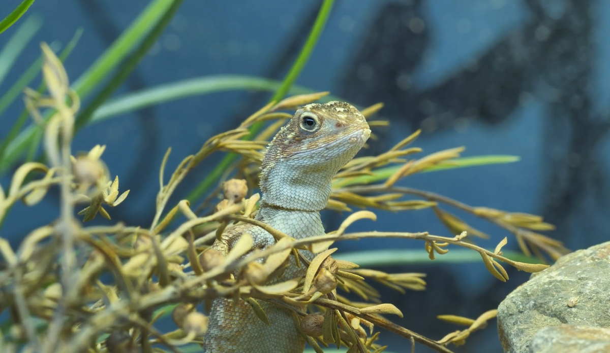 Canberra Grassland Earless Dragon