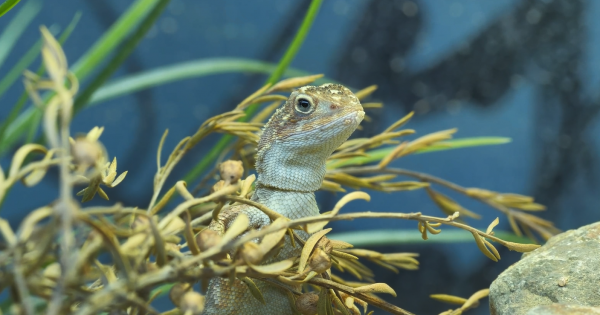 'Extinction crisis' sees status of nine native animals changed on ACT threatened species list