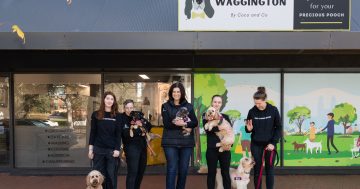 The best doggy daycare in Canberra
