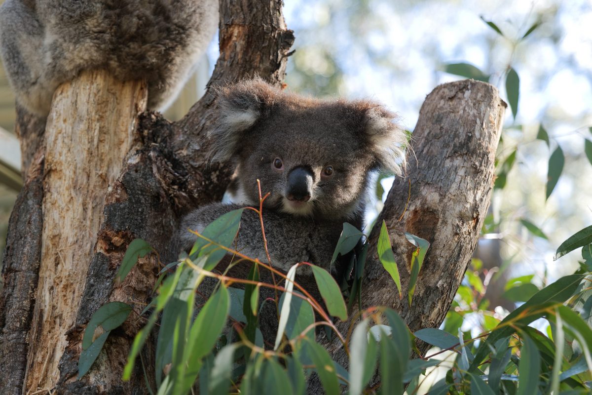 koala in a tree