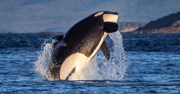 Whale of a time for South Coast photographer as orcas play in water off Merimbula