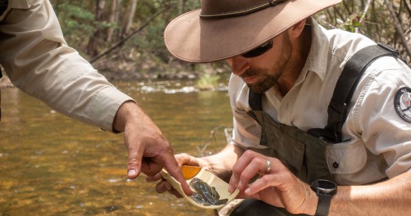 Great for the plate or simply a pest - is there a place for trout in our waterways?