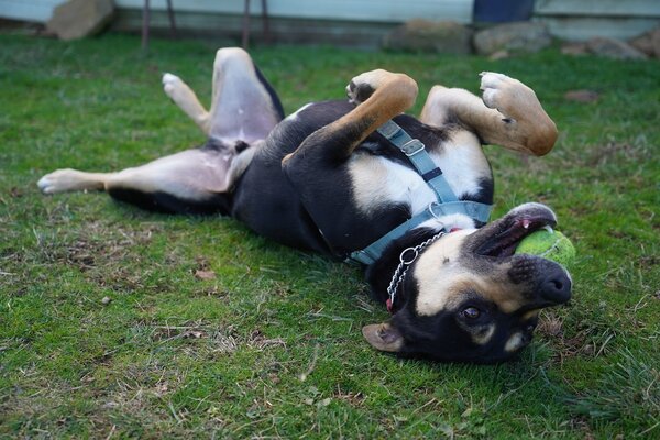 kelpie with a ball