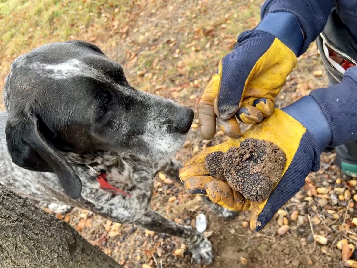 truffle hunting