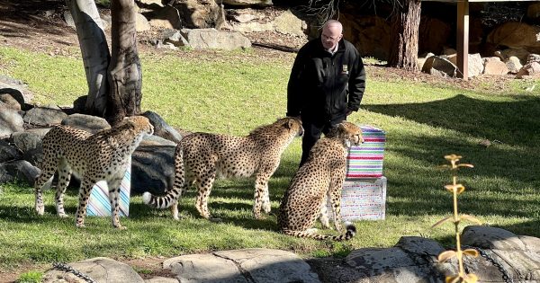 WATCH: Animals try to unwrap presents as National Zoo and Aquarium celebrates 25 years