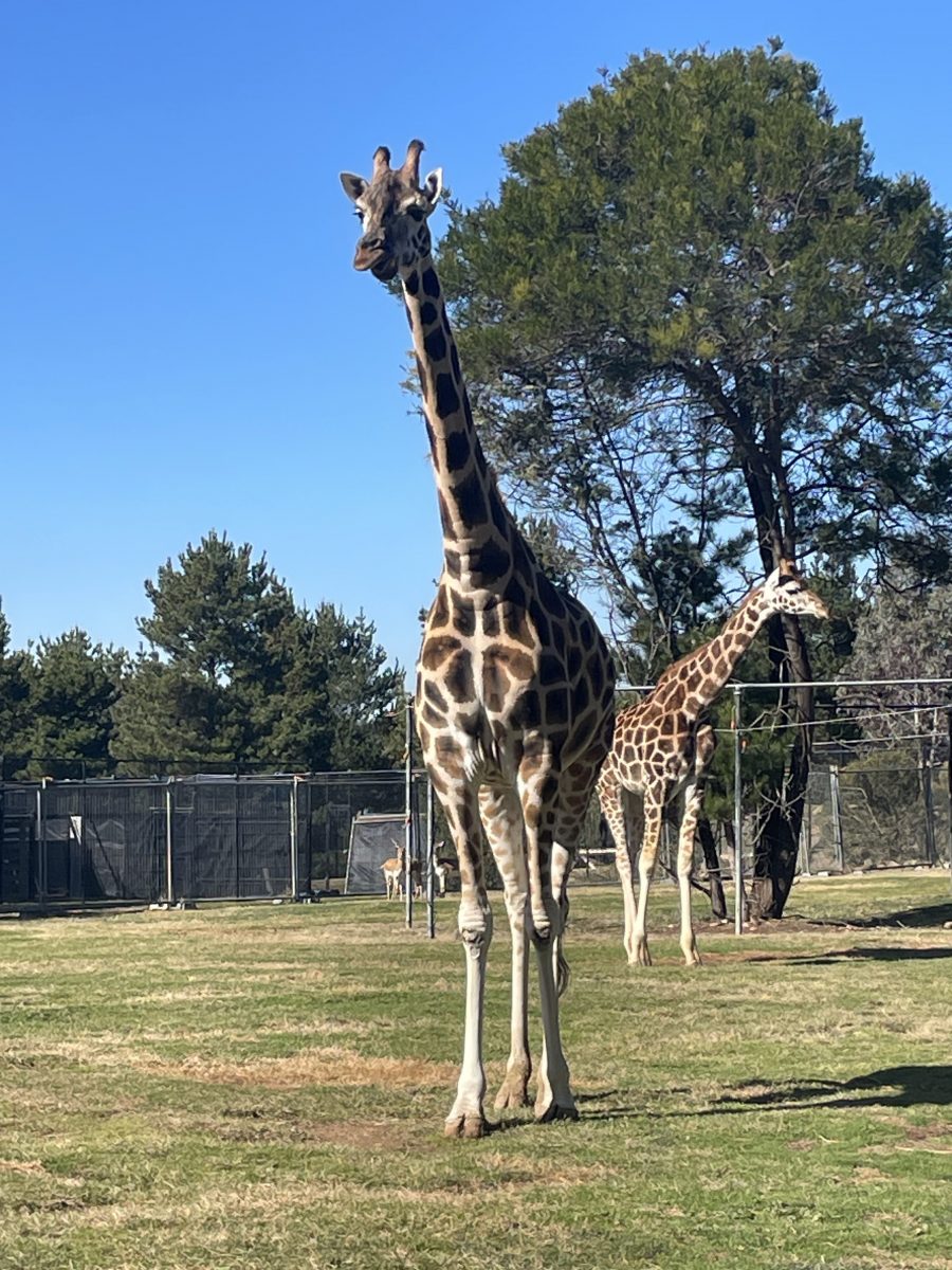 Two giraffes