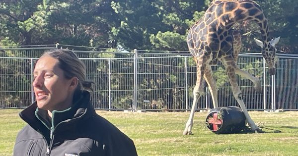 Canberra Zoo's rescue hopes for giraffes, a head above the rest