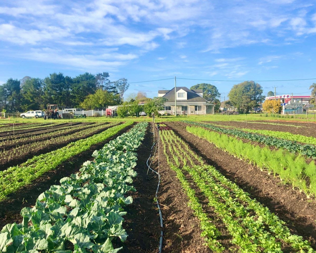 Market garden