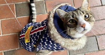 Meet Bandit, one of Australia's first registered assistance cats