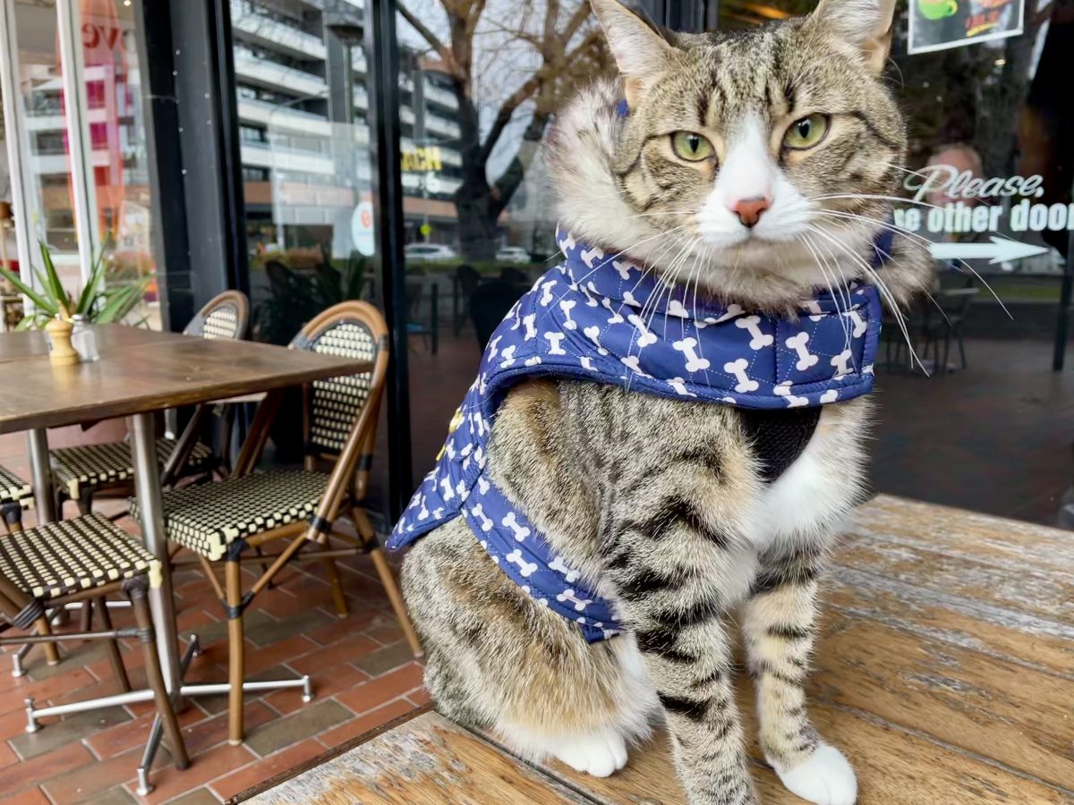 tabby cat wearing a coat sitting outside cafe