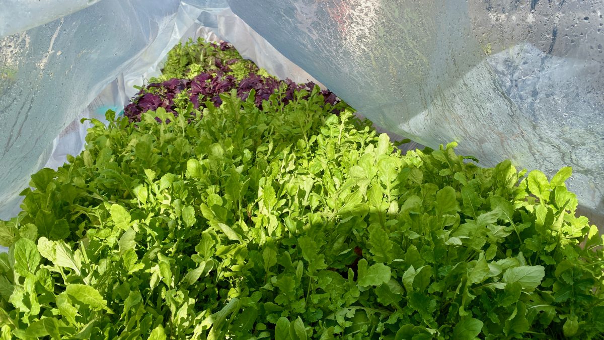 Leafy greens in growing tunnel.