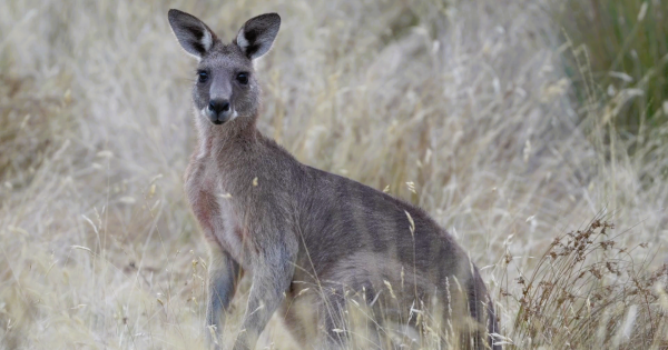 More than 1000 kangaroos removed from Canberra parks as cull concludes