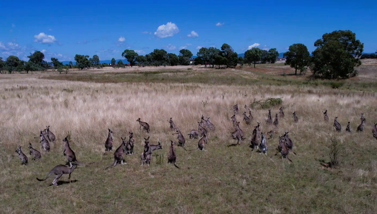 Paddock of kangaroos