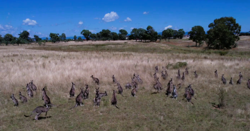 Reserves open again as culling component of 2024 kangaroo management program ends