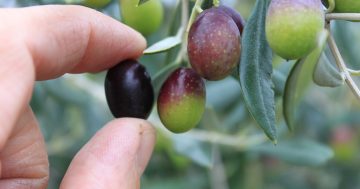 Yass Valley farmers share the good oil as autumn olive harvest winds up