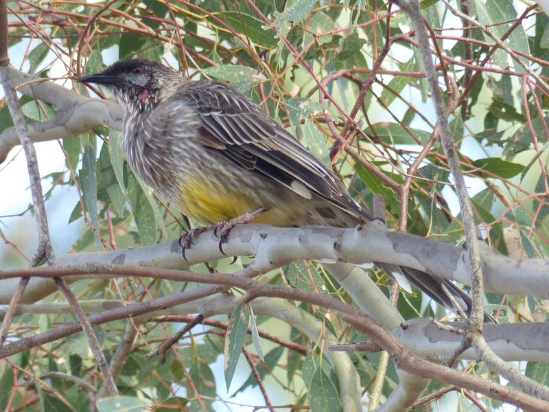 bird on branch