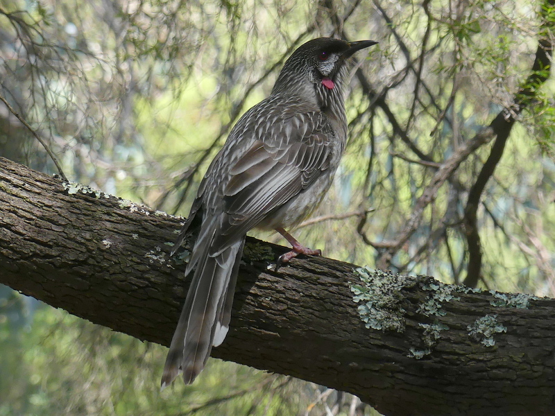 bird on branch